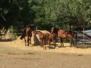vendita cavalli dressage a Jolanda di Savoia